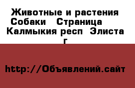 Животные и растения Собаки - Страница 13 . Калмыкия респ.,Элиста г.